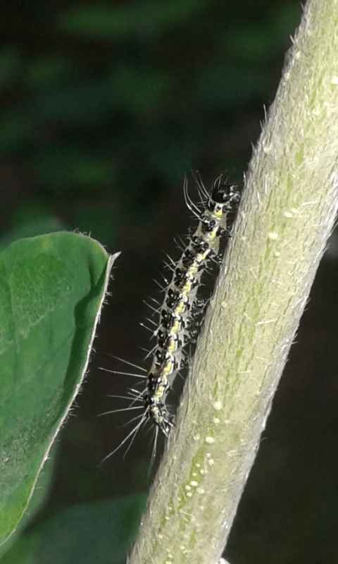 larva di Uresiphita gilvata (Crambidae)?  S !